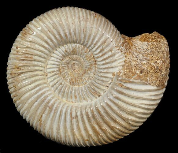 Perisphinctes Ammonite - Jurassic #46906